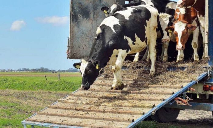В Дагестане с начала года увеличили экспорт сельхозживотных на 46%