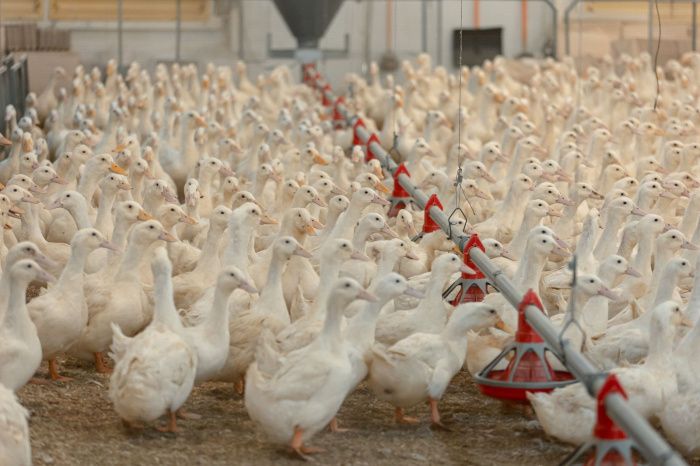 «Дамате» нарастила производство мяса утки в Ростовской области на 65%