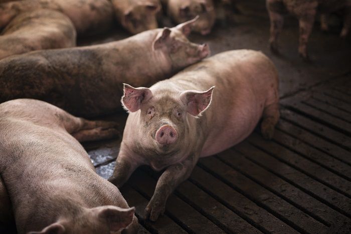 На ферме в Ейском районе произошла вспышка африканской чумы свиней