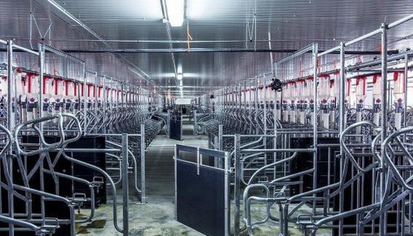 АгроХолдинг «Кубань» вывел новый свинотоварный комплекс на полную мощность