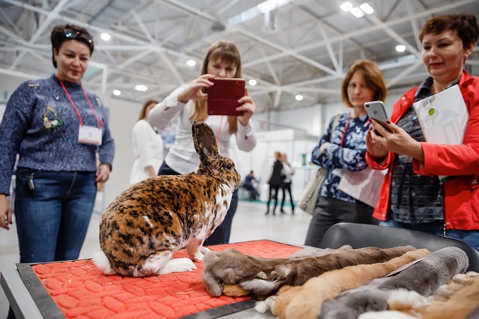 Выставка «Прибыльное животноводство» – место встречи животноводов Юга России