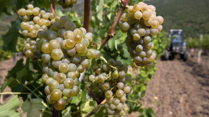 В Дагестане приступили к уборке ранних сортов винограда