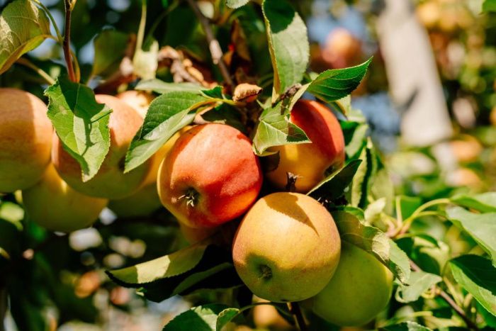 Агрохолдинг «СТЕПЬ» приступает к сбору яблок
