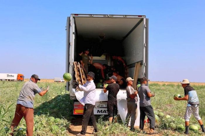 Аграрии Астраханской области собрали более 120 тысяч тонн бахчевых