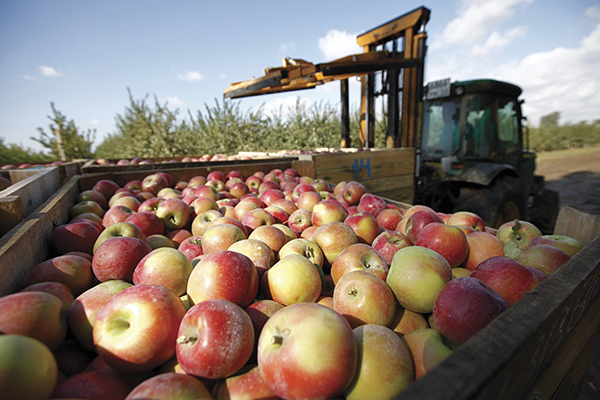 «Сад-Гигант» на Кубани инвестирует более 3 млрд в хранение фруктов