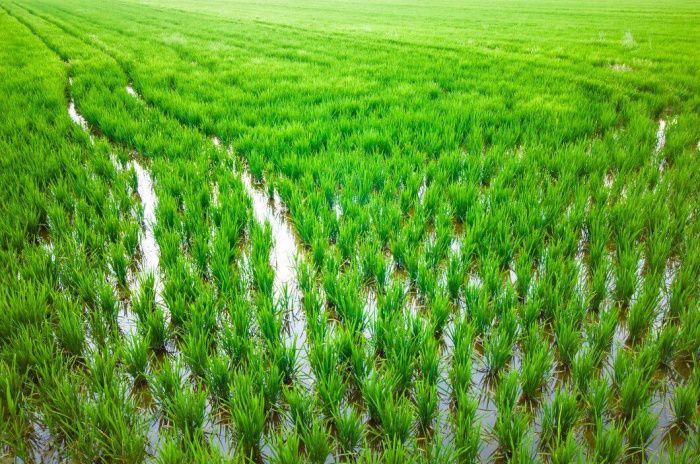 90 млн рублей компенсации за потерю урожая риса получили аграрии Крыма