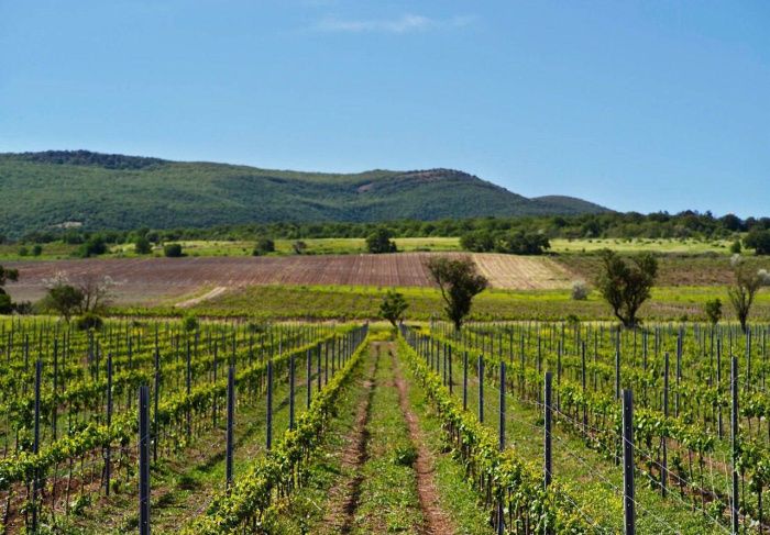 В Севастополе заложили 367 га новых виноградников в 2022 году