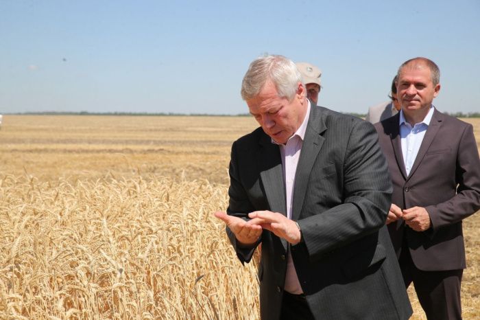 На Юге России рекордный урожай зерна и туманные перспективы по экспорту