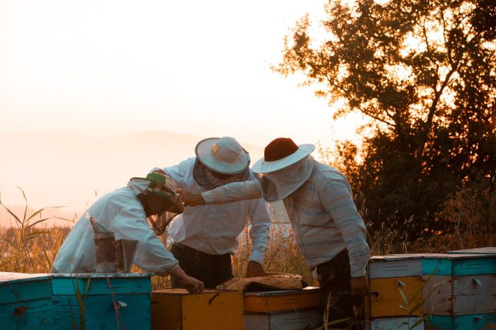 Пчеловоды Юга: Рост экспорта меда не исключил снижение спроса на продукт в России