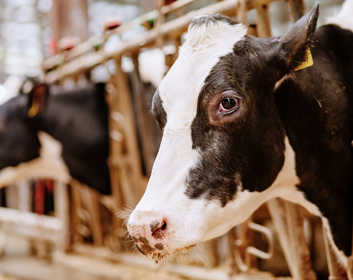 Валовой надой на фермах Агрохолдинга «СТЕПЬ» – более 100 тысяч тонн молока