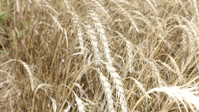 В Крыму завершили уборку ранних зерновых и зернобобовых культур