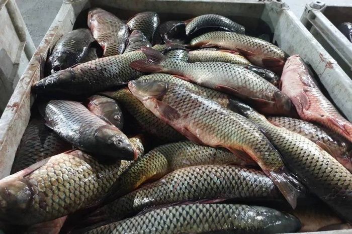 В Ростовской области создание оптового рыбного рынка поставлено на паузу