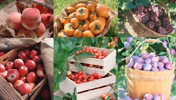 Чеченские фрукты и овощи поступят в федеральные ритейлерские сети