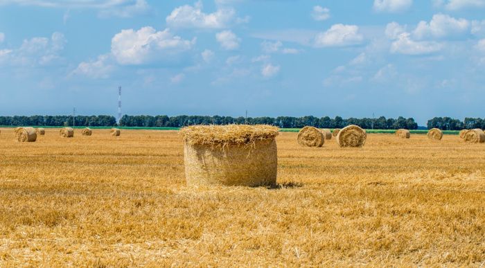 В Ставропольском крае с 85% площадей собрали 8,5 млн тонн зерновых