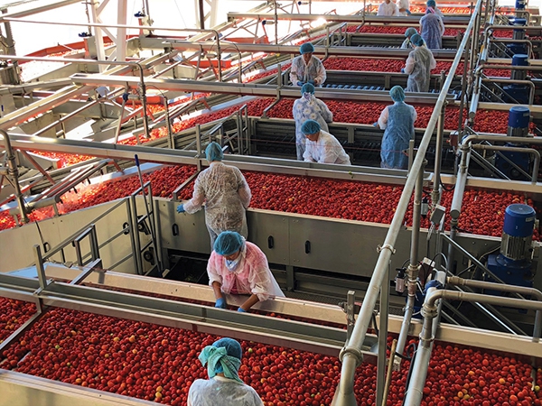 В Астраханской области удвоится производство томатной пасты
