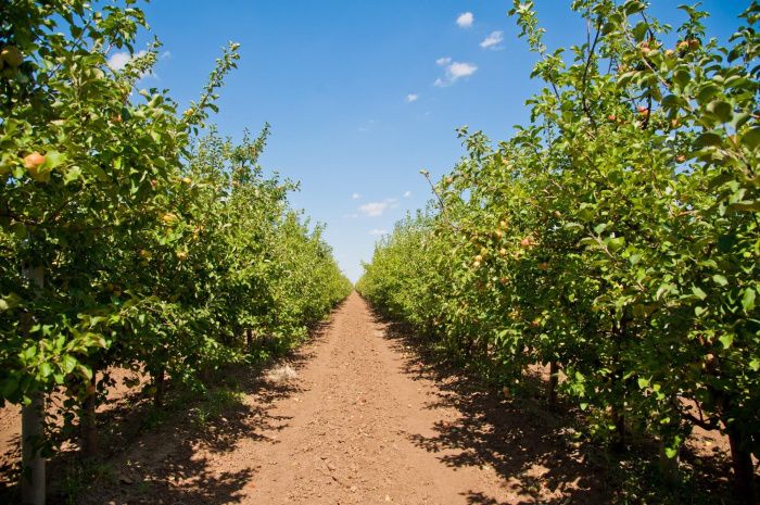 В Волгоградской области на 8% нарастили производство фруктов и ягод
