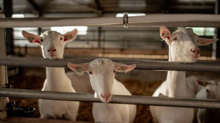 Агрохолдинг Мирный будет поставлять козье молоко из Адыгеи в Китай