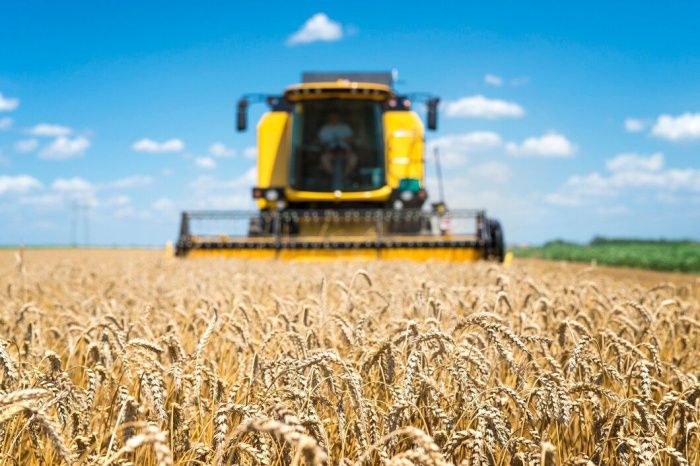 В Ростовской области собрали 2,6 млн тонн ранних зерновых культур