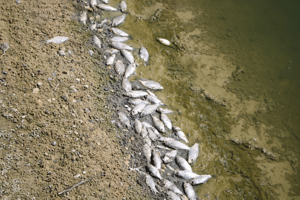 Массовая гибель рыбы зафиксирована в одной из рек Ростовской области