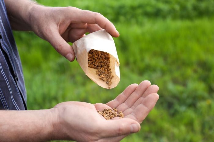 Агрохолдинг «СТЕПЬ» отказался от импортных семян сахарной свеклы