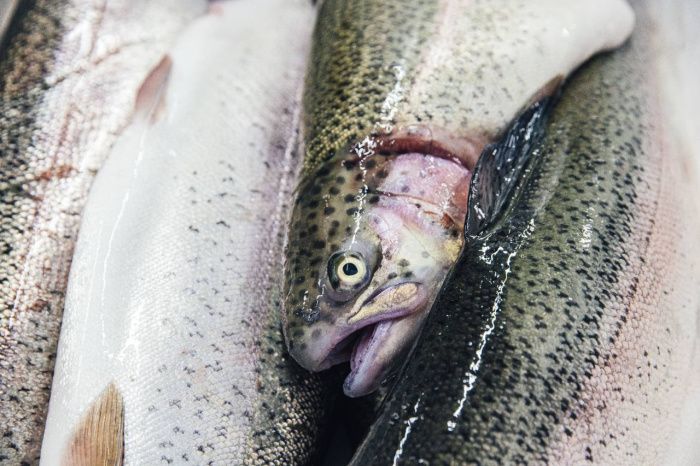 В Северной Осетии производство рыбы за полугодие достигло почти 2900 тонн