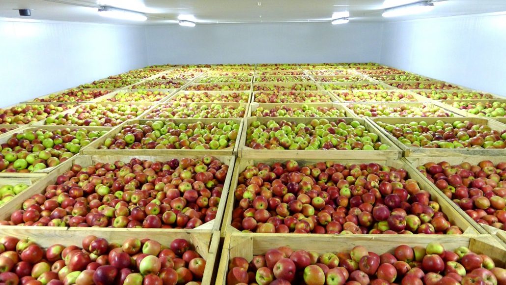 Кубанский «Сад-Гигант» инвестирует миллиарды в хранение фруктов 