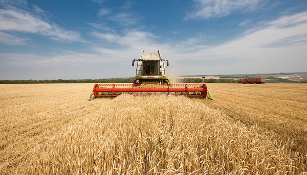 Кто из традиционных участников зернового рынка имеет самые большие перспективы заработка в новом сезоне?