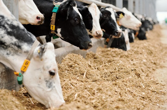 Крым получит около 40 млн рублей на поддержку молочного животноводства
