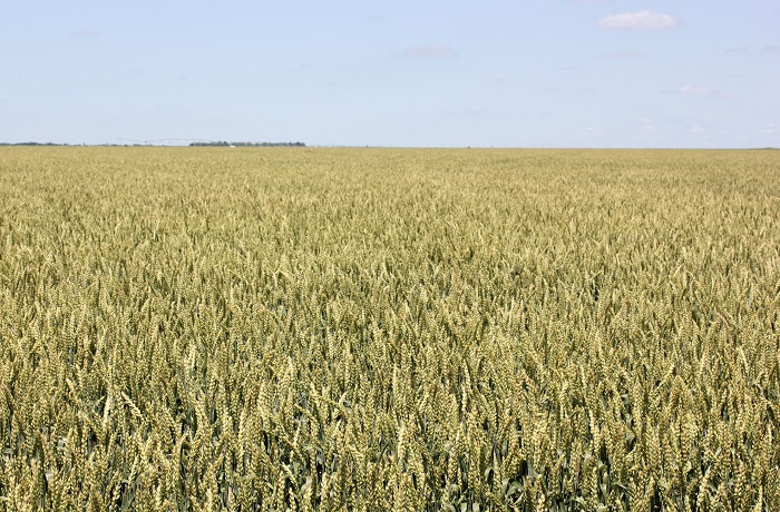 В Ставропольском крае стартовала уборка зерновых культур