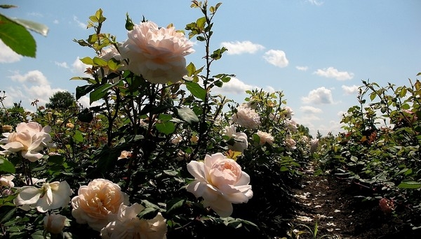 Розы в индустриальном парке: на Ставрополье построят питомник за 13 млн евро