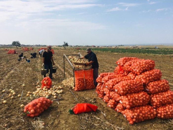 Дагестан к 2025 году увеличит мощности плодоовощехранилищ в 1,4 раза