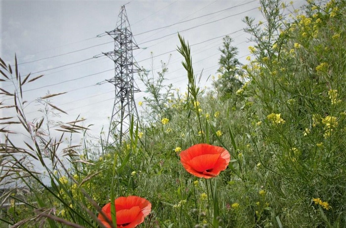 «Россети Северный Кавказ» обеспечат электроэнергией крупный тепличный комплекс на Ставрополье