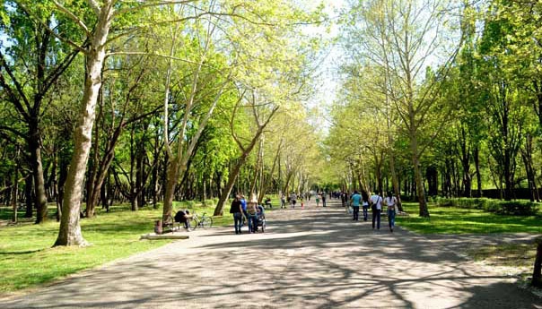 На создание зеленых зон в Краснодаре Евланову дали два месяца