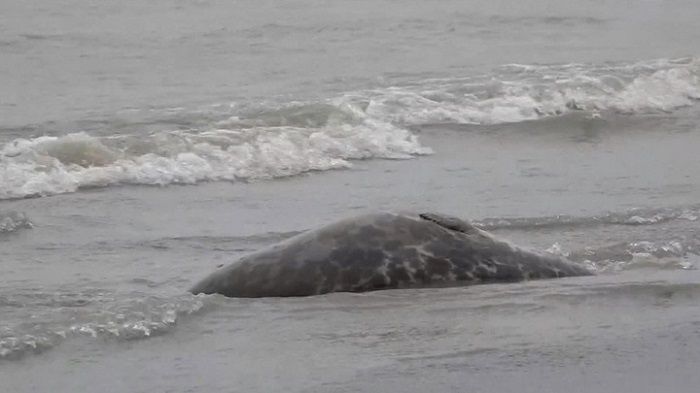 На побережье Каспийского моря в Махачкале нашли около 1,7 тыс. мертвых тюленей