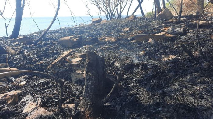 Минприроды Краснодарского края оценило ущерб от лесного пожара в Геленджике в 92 млн рублей