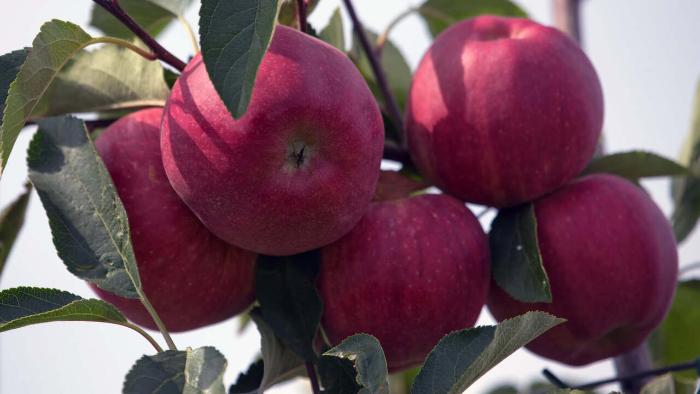 В Крыму завершился сбор яблок, урожай сократился из-за заморозков