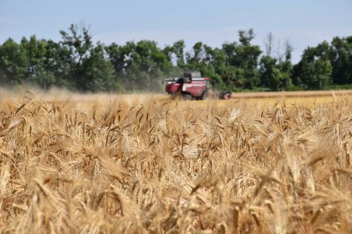 Кубанские аграрии собрали 1,5 млн тонн зерна на первом этапе уборочной кампании