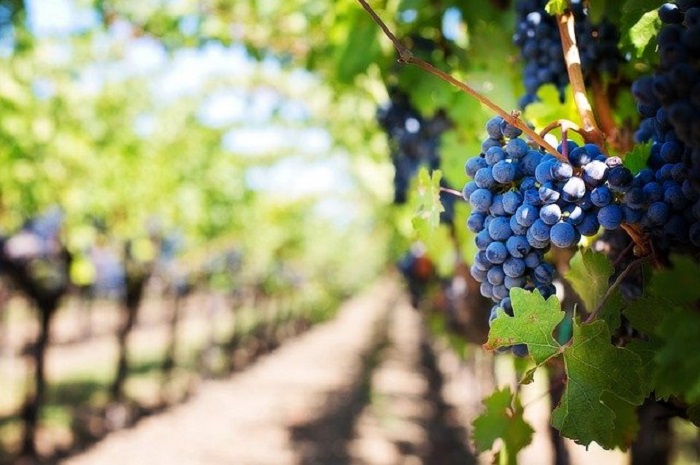 В 2021 году в Ростовской области собрали 5,3 тыс. тонн винограда