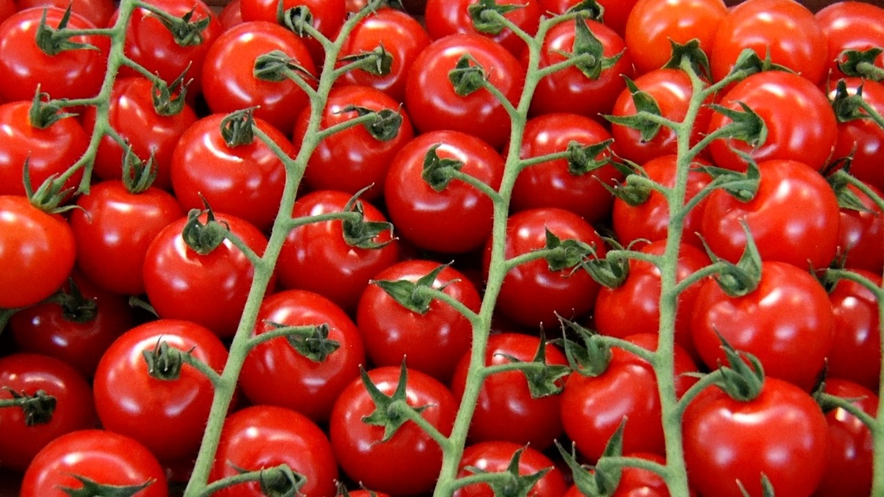 Астраханский завод томатной пасты удваивает производственные мощности