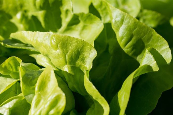 Производитель овощей и зелени из Адыгеи «СБ-Агро» инициировал свое банкротство