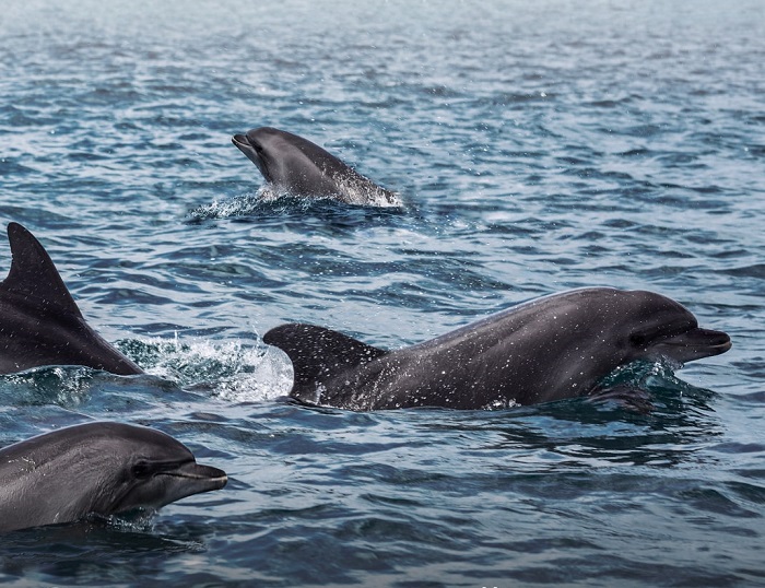 Глава Росприроднадзора прокомментировала массовую гибель дельфинов в Черном море