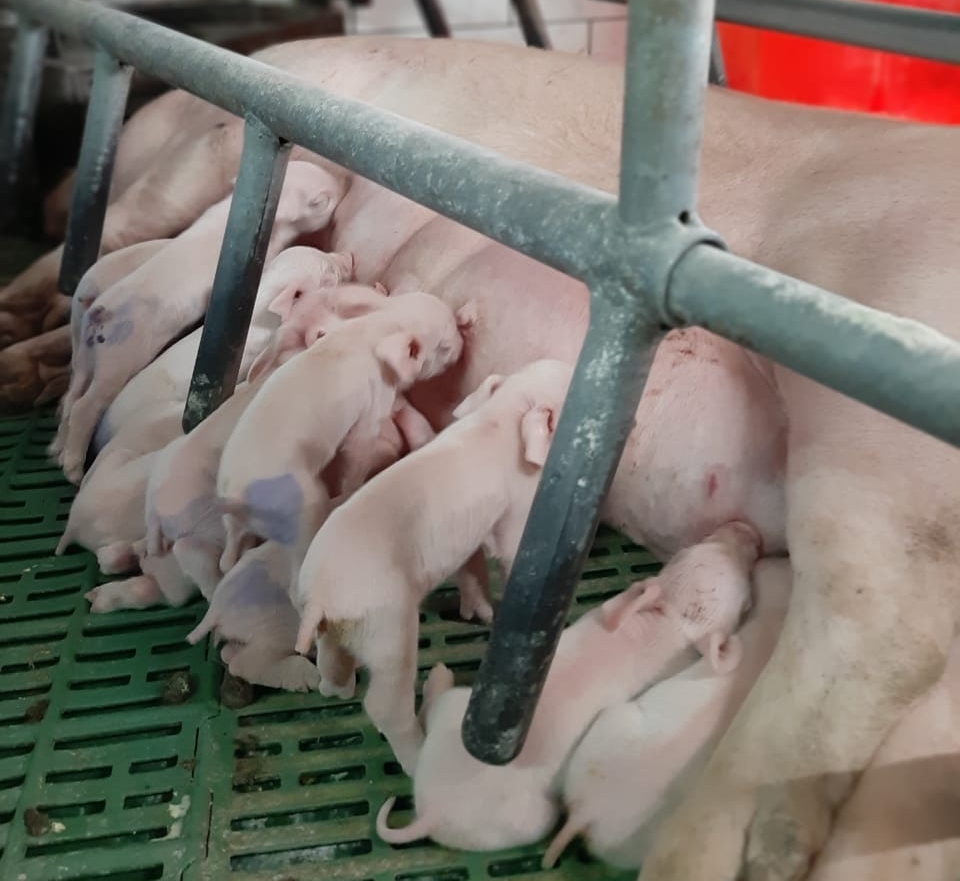 На свинотоварной ферме СЗАО «СКВО» побит собственный рекорд 