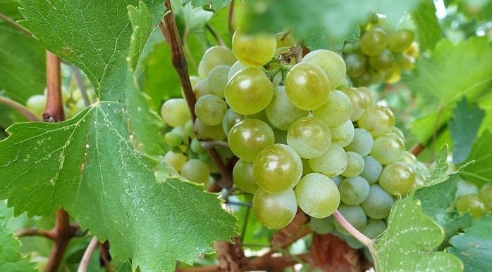 На Кубани площадь виноградников в 2022 году вырастет до 30 тыс. га