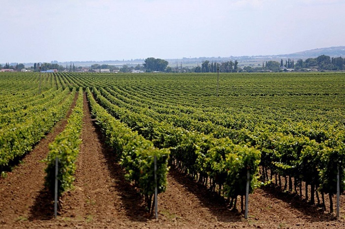 На Кубани высадили первые в 2022 году 116 га новых виноградников