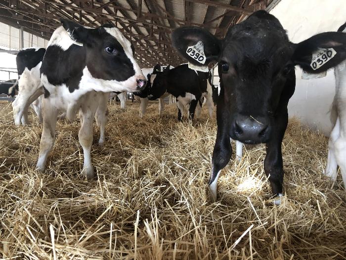 СЗАО «СКВО» увеличивает поголовье дойного стада за счет собственного воспроизводства 