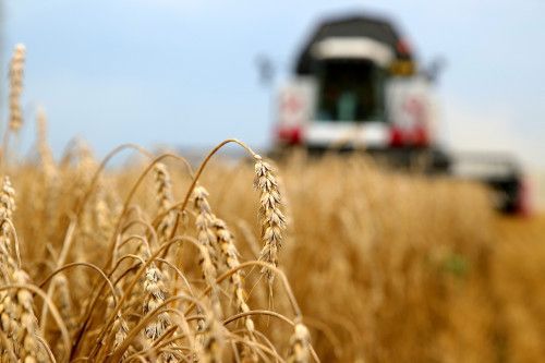 Ростовская область стала абсолютным лидером по сбору ранних зерновых и зернобобовых 