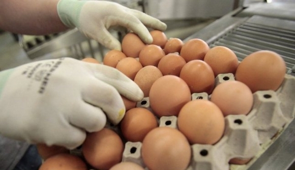 «Белая птица»  инвестирует 5,8 млрд рублей в производство инкубационных яиц