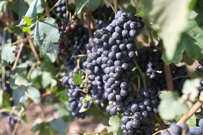 СМИ: Кубанские виноделы просят продлить срок продажи своей продукции после истечения срока лицензии