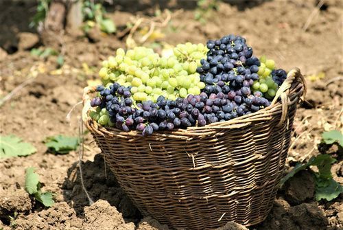 Крупнейший производитель винной продукции России «Кубань-Вино» перешел в собственность государства