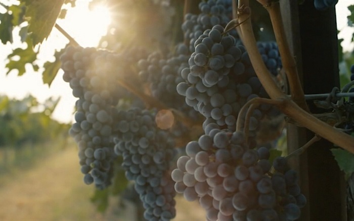 В Крыму высадят 1,4 тыс. га новых виноградников